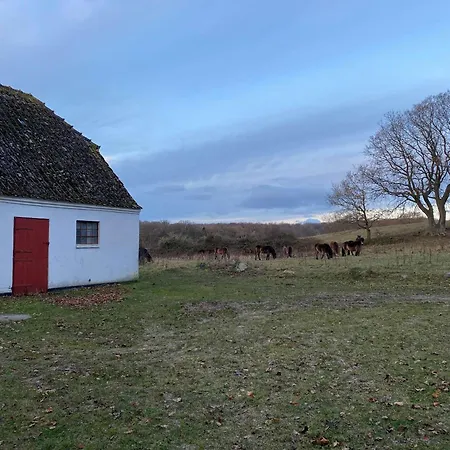 Cattle And Horses At Lundstedet At Skovsgaard Hébergement de vacances Rudkøbing