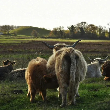 Cattle And Horses At Lundstedet At Skovsgaard Holiday home