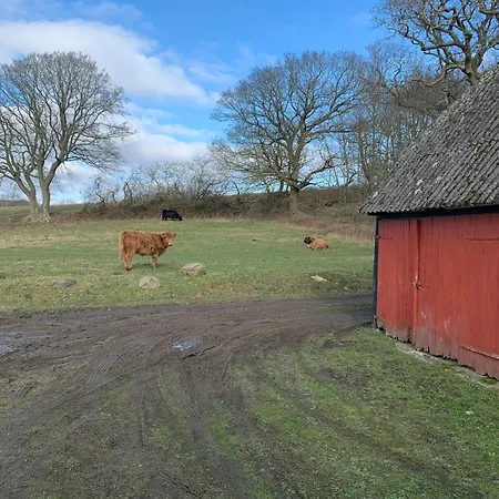 Cattle And Horses At Lundstedet At Skovsgaard