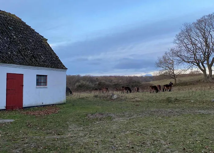 Cattle And Horses At Lundstedet At Skovsgaard Nyaraló Rudkøbing