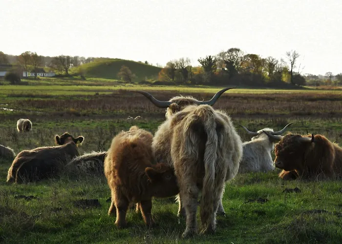 Cattle And Horses At Lundstedet At Skovsgaard Nyaraló