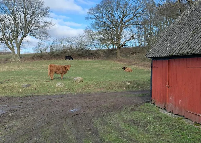 Cattle And Horses At Lundstedet At Skovsgaard